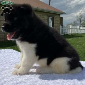 Jackson, Akita Puppy
