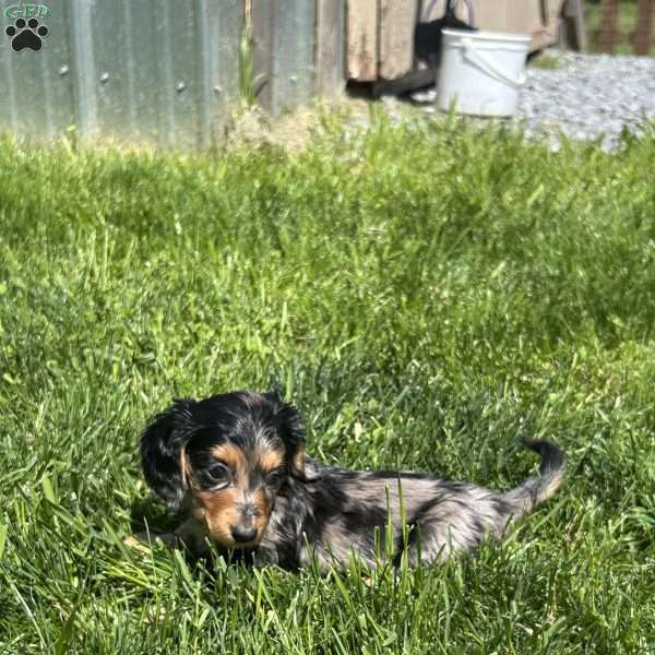 Sonic, Dachshund Puppy