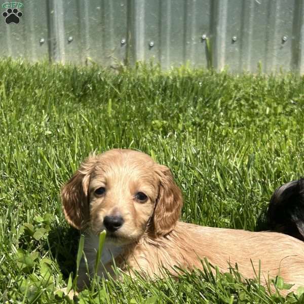 Sammy, Dachshund Puppy