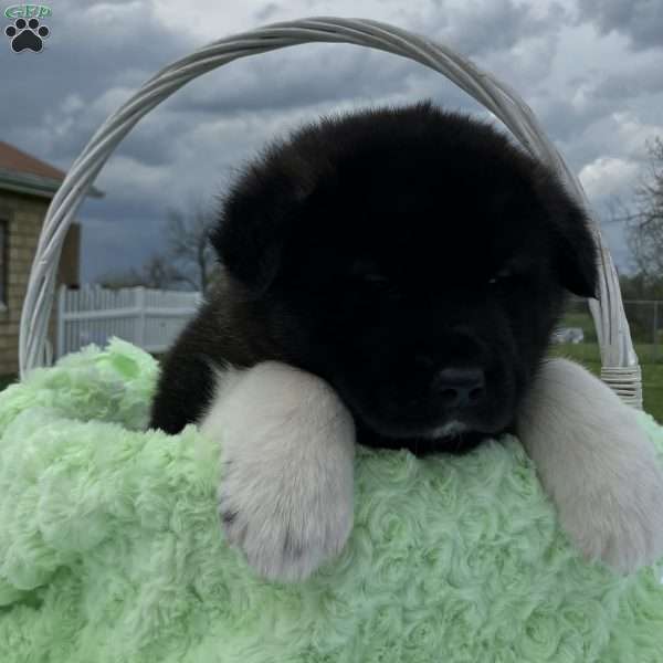 Jasper, Akita Puppy