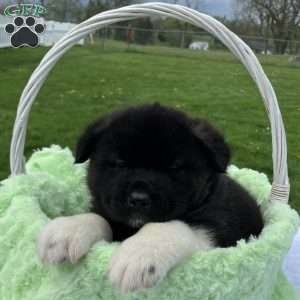 Jasper, Akita Puppy