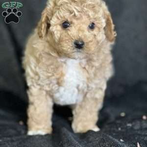 Scott, Bich-Poo Puppy
