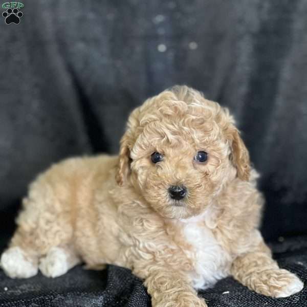 Scott, Bich-Poo Puppy