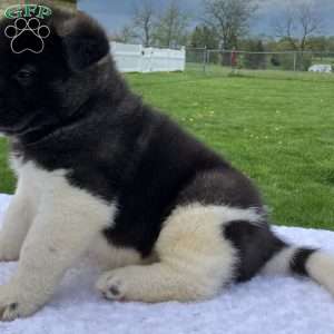Jasper, Akita Puppy