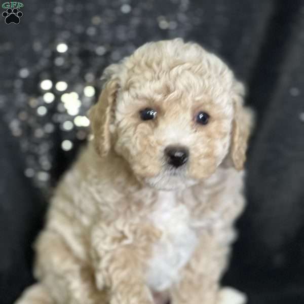 Spencer, Bich-Poo Puppy