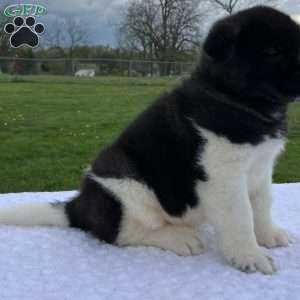 Jasper, Akita Puppy