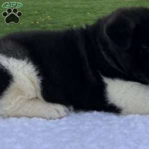 Jasper, Akita Puppy