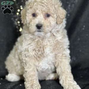 Samuel, Bich-Poo Puppy