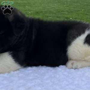 Jasper, Akita Puppy