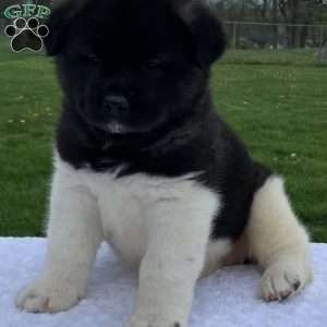 Jasper, Akita Puppy