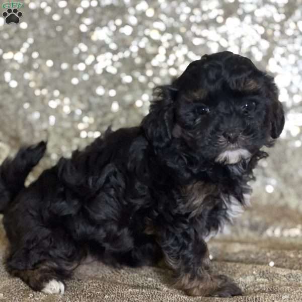 Angel, Shih-Poo Puppy