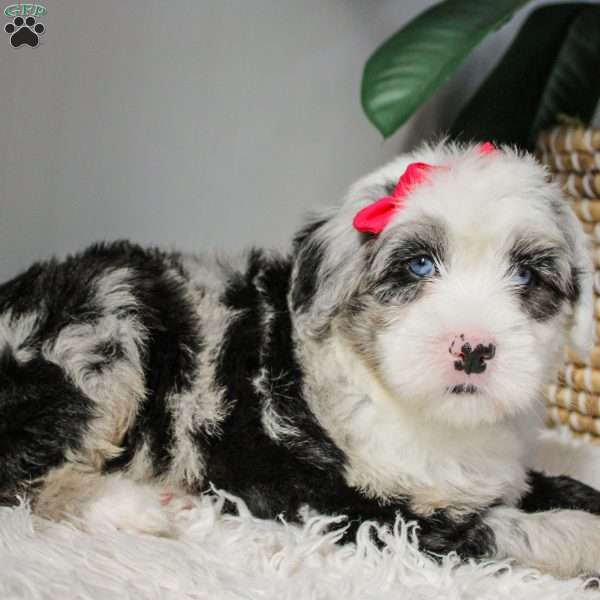 Amarantha, Bernese Mountain Dog Mix Puppy