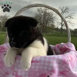 Jessica, Akita Puppy