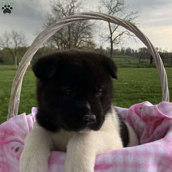 Jessica, Akita Puppy