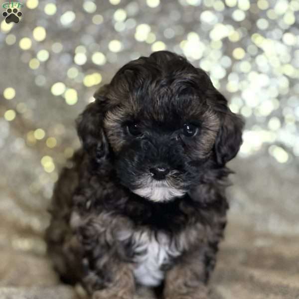 Annie, Shih-Poo Puppy