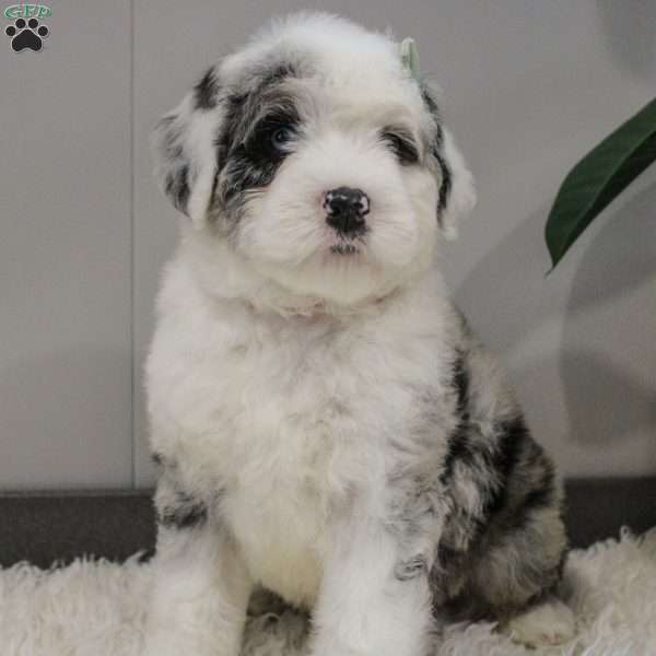 Amren, Bernese Mountain Dog Mix Puppy