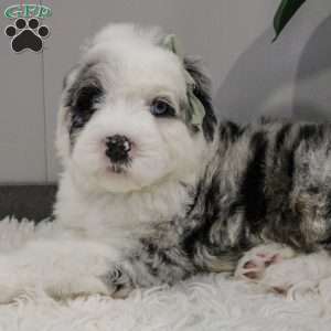 Amren, Bernese Mountain Dog Mix Puppy