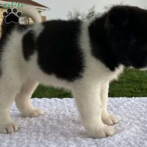 Jessica, Akita Puppy