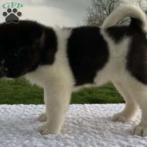 Jessica, Akita Puppy