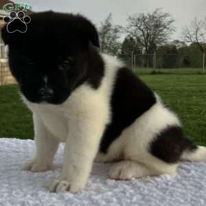 Jessica, Akita Puppy