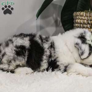 Amren, Bernese Mountain Dog Mix Puppy