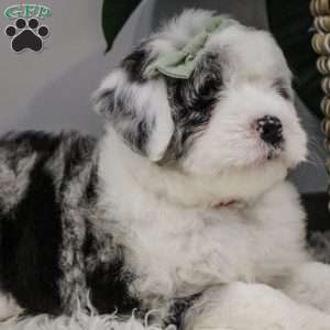 Amren, Bernese Mountain Dog Mix Puppy
