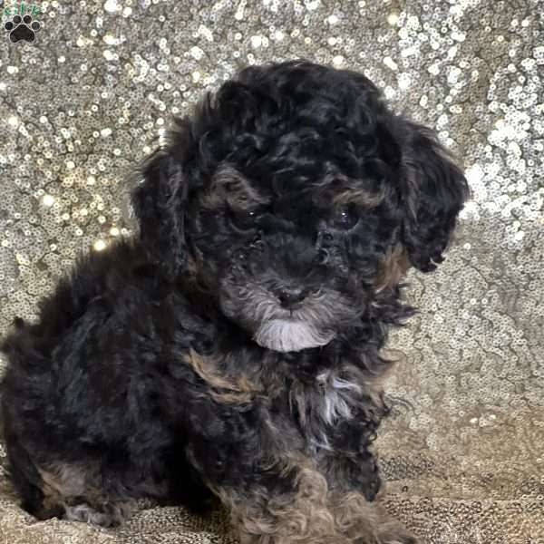 Alain, Shih-Poo Puppy