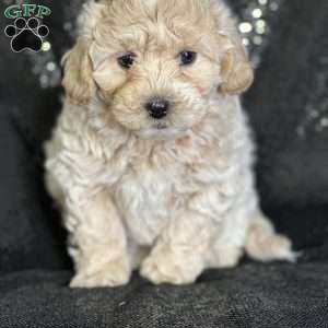 Andrew, Shih-Poo Puppy
