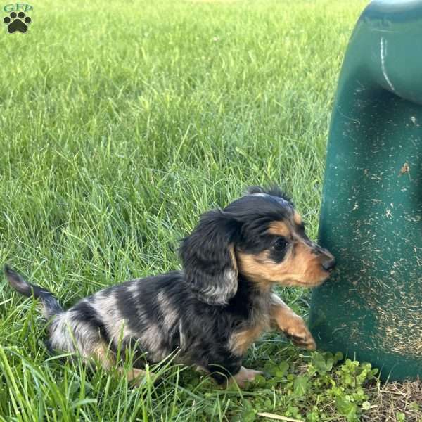 Sonya, Dachshund Puppy