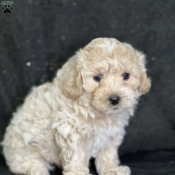 Andrew, Shih-Poo Puppy