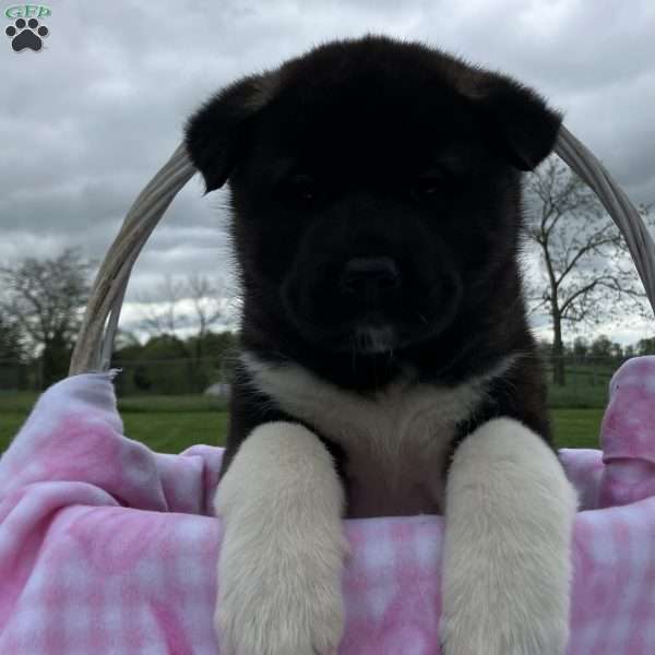Jada, Akita Puppy
