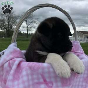 Jada, Akita Puppy