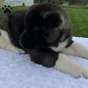 Jada, Akita Puppy