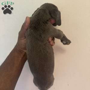 Blue, Great Dane Puppy