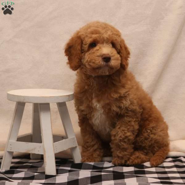 Kade, Cockapoo Puppy
