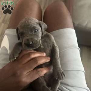 Blue, Great Dane Puppy