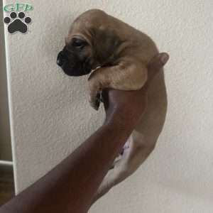 Blonde, Great Dane Puppy