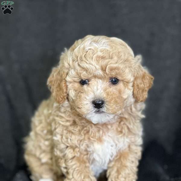 Sassy, Bich-Poo Puppy