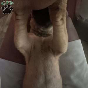 Blonde, Great Dane Puppy