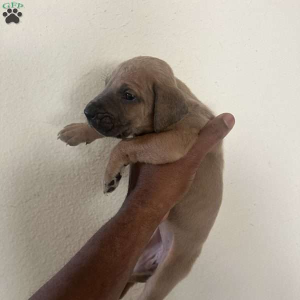 Roxy, Great Dane Puppy