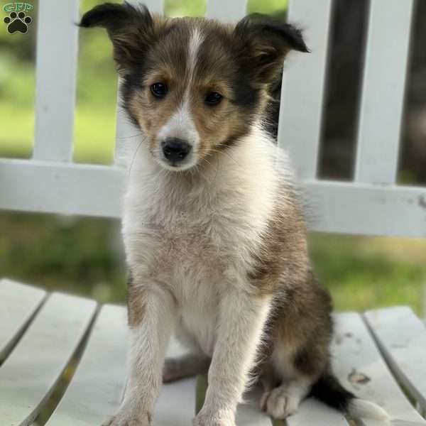 Twix, Sheltie Puppy