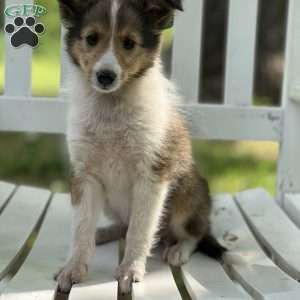 Twix, Sheltie Puppy