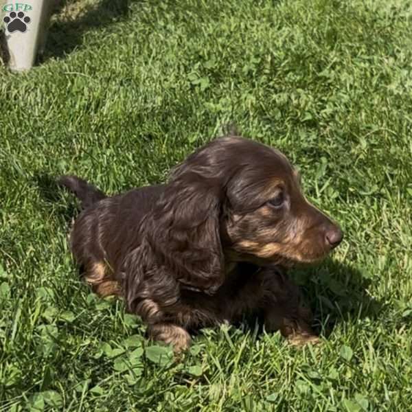 Charlie, Dachshund Puppy