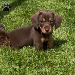 Gandalf, Dachshund Puppy