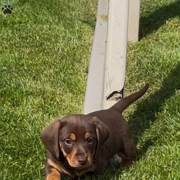 Gandalf, Dachshund Puppy