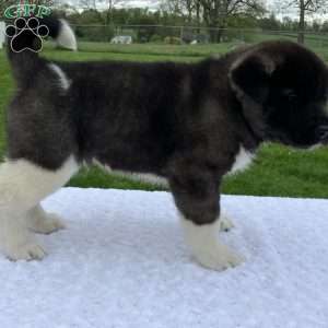 Jada, Akita Puppy
