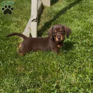 Gandalf, Dachshund Puppy