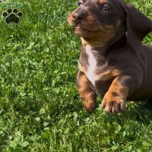 Geo, Dachshund Puppy