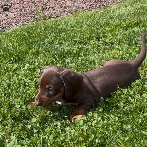 Geo, Dachshund Puppy