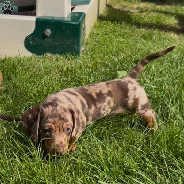 Gizmo, Dachshund Puppy